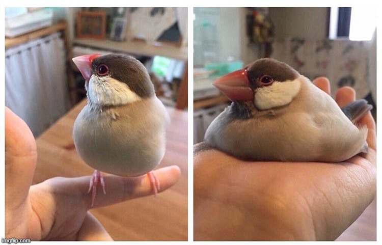 fat bird sitting down | image tagged in fat bird sitting down | made w/ Imgflip meme maker