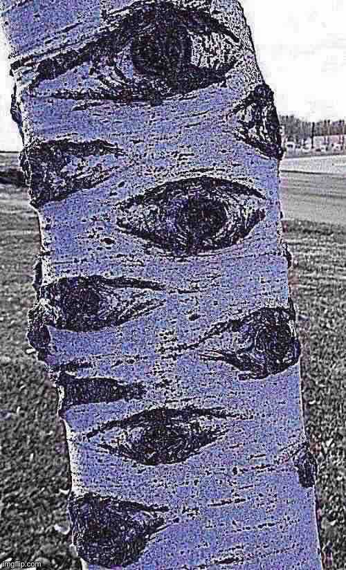 Birch Tree | image tagged in birch tree | made w/ Imgflip meme maker