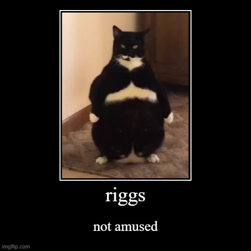 Riggs is NOT amused | riggs | not amused | image tagged in funny,demotivationals | made w/ Imgflip demotivational maker