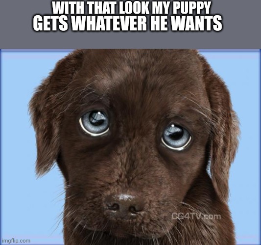 Puppy dog eyes | WITH THAT LOOK MY PUPPY; GETS WHATEVER HE WANTS | image tagged in puppy dog eyes | made w/ Imgflip meme maker