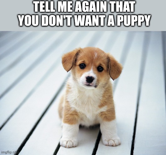 Cute puppy 1 | TELL ME AGAIN THAT YOU DON'T WANT A PUPPY | image tagged in cute puppy 1 | made w/ Imgflip meme maker