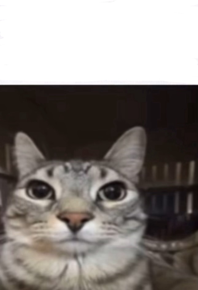 High Quality Cat stare Blank Meme Template