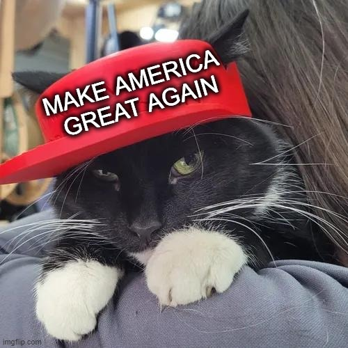 Cat in a Hat Blank Meme Template