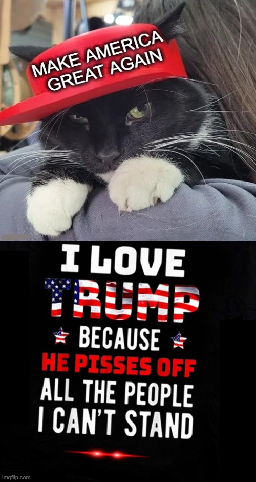 Cat in a Hat | image tagged in political humor,donald trump,cat in a hat,politically incorrect,maga,love wins | made w/ Imgflip meme maker