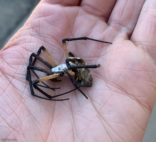 Deflated spider | made w/ Imgflip meme maker