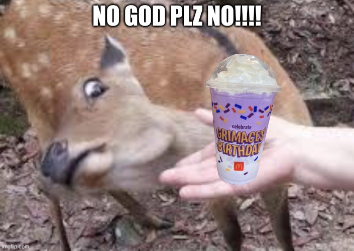 Nope Deer | NO GOD PLZ NO!!!! | image tagged in nope deer | made w/ Imgflip meme maker