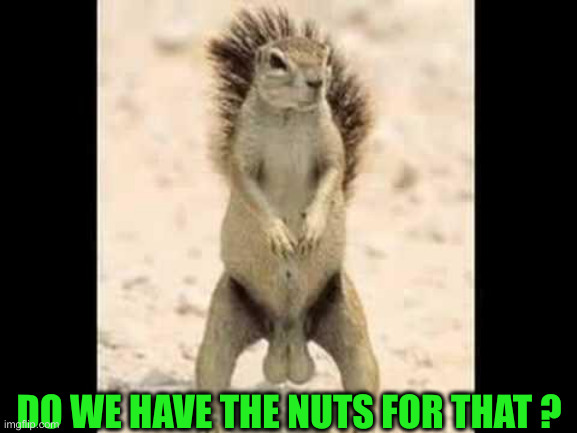 Squirrel nuts | DO WE HAVE THE NUTS FOR THAT ? | image tagged in squirrel nuts | made w/ Imgflip meme maker