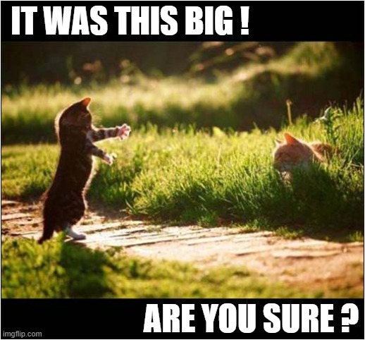 Exaggerating The Size Of The Mouse ! | IT WAS THIS BIG ! ARE YOU SURE ? | image tagged in cats,exaggerate,size,mouse | made w/ Imgflip meme maker