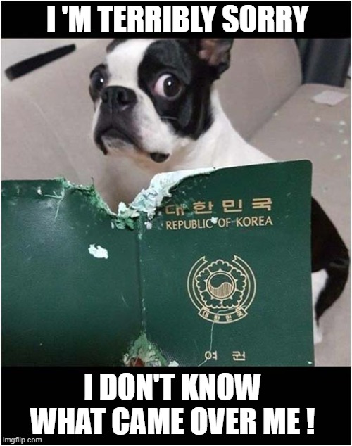 I Couldn't Help Myself ! | I 'M TERRIBLY SORRY; I DON'T KNOW WHAT CAME OVER ME ! | image tagged in dogs,books,destruction,korea | made w/ Imgflip meme maker