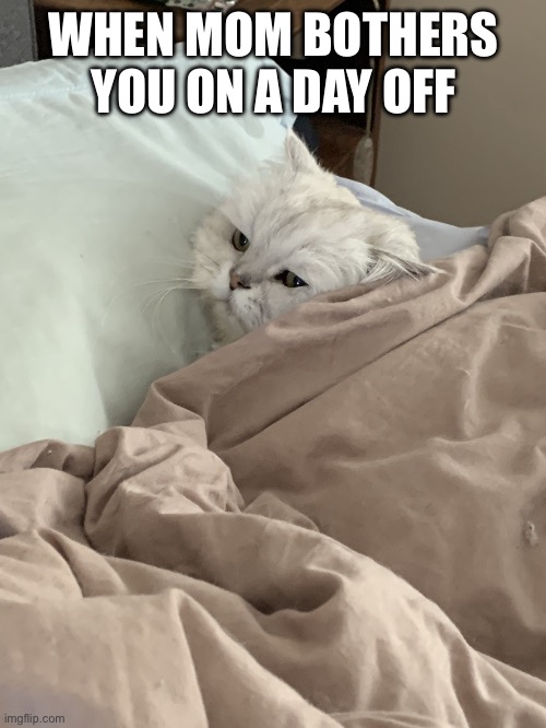 Fr fr | WHEN MOM BOTHERS YOU ON A DAY OFF | image tagged in grumpy flamenco | made w/ Imgflip meme maker