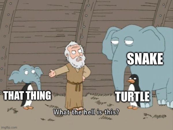 What the hell is this? | THAT THING SNAKE TURTLE | image tagged in what the hell is this | made w/ Imgflip meme maker