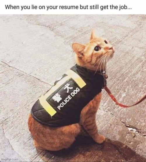 Ah yes, police dog | image tagged in memes,funny,cats,dogs,police | made w/ Imgflip meme maker