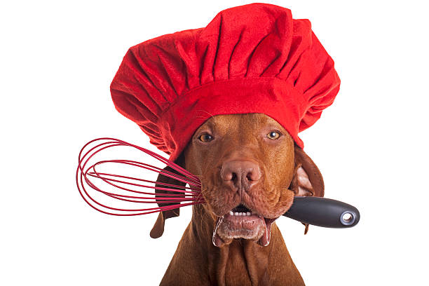 a dog wearing a chef's hat with a confused expression Blank Meme Template