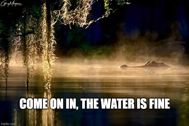 COME ON IN, THE WATER IS FINE | COME ON IN, THE WATER IS FINE | image tagged in alligator | made w/ Imgflip meme maker