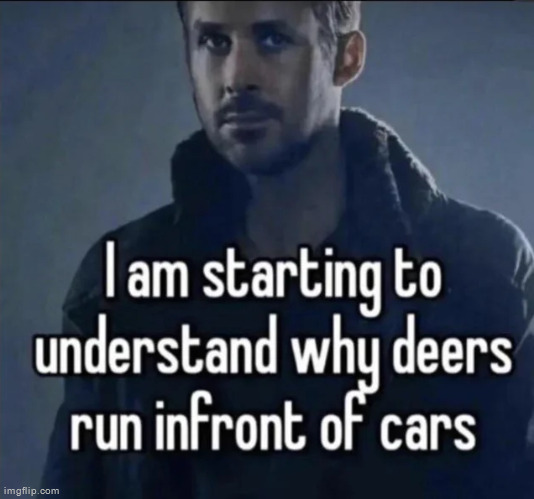 New temp | image tagged in i am starting to understand why deers run in front of cars | made w/ Imgflip meme maker