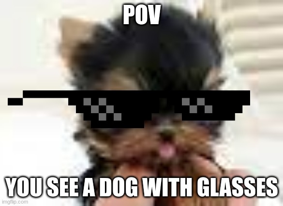 WDYD (Basic Rules) | POV; YOU SEE A DOG WITH GLASSES | image tagged in cute doggo v2 | made w/ Imgflip meme maker