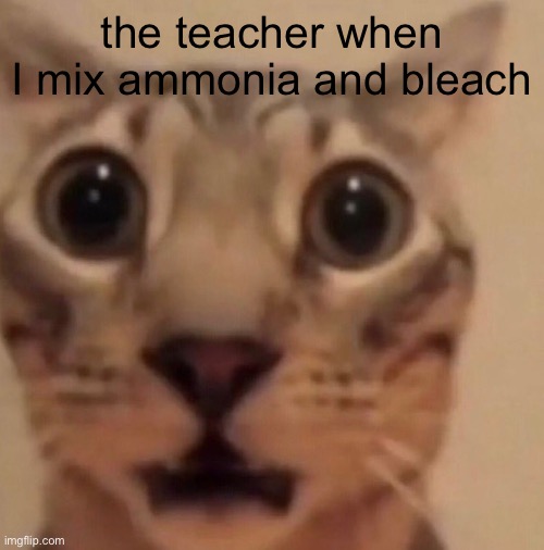 none | the teacher when I mix ammonia and bleach | image tagged in flabbergasted cat,remade,dive | made w/ Imgflip meme maker