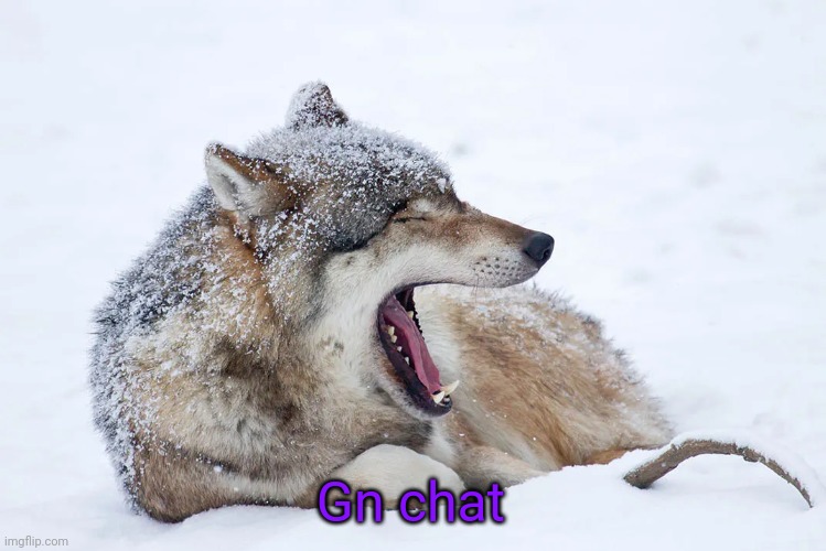 Yawning wolf | Gn chat | image tagged in yawning wolf | made w/ Imgflip meme maker