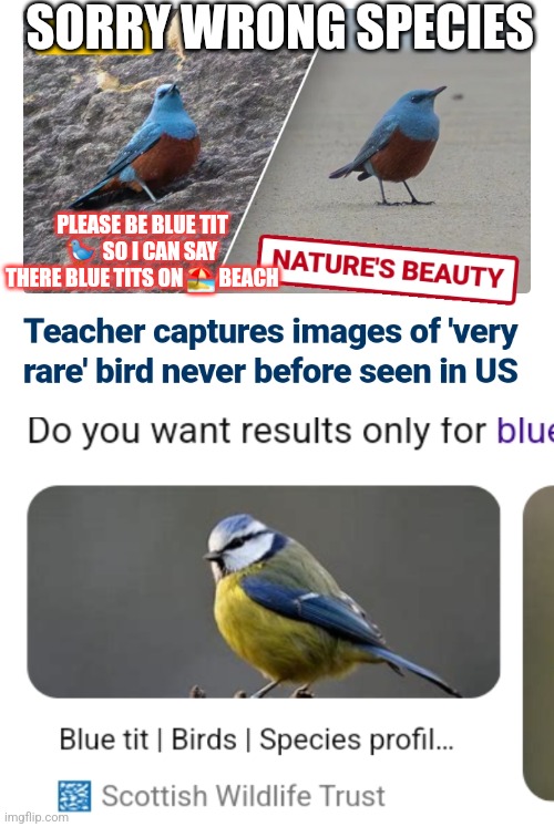 Bird meme | SORRY WRONG SPECIES; PLEASE BE BLUE TIT 🐦  SO I CAN SAY THERE BLUE TITS ON 🏖 BEACH | image tagged in birds,funny memes,peter griffin news | made w/ Imgflip meme maker