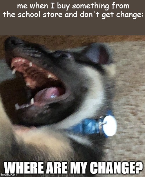 SCHOOL STORE | me when I buy something from the school store and don't get change:; WHERE ARE MY CHANGE? | image tagged in angy doggo | made w/ Imgflip meme maker