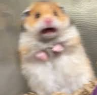 High Quality scared hamster Blank Meme Template