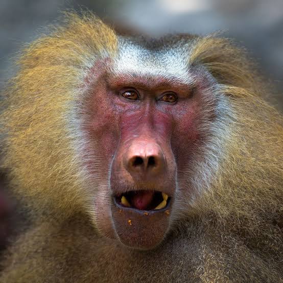 baboon Blank Meme Template