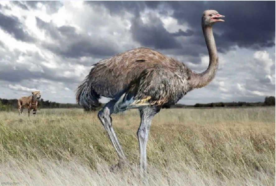 Eurasian ostrich three times the size of the modern African ostrich | made w/ Imgflip meme maker