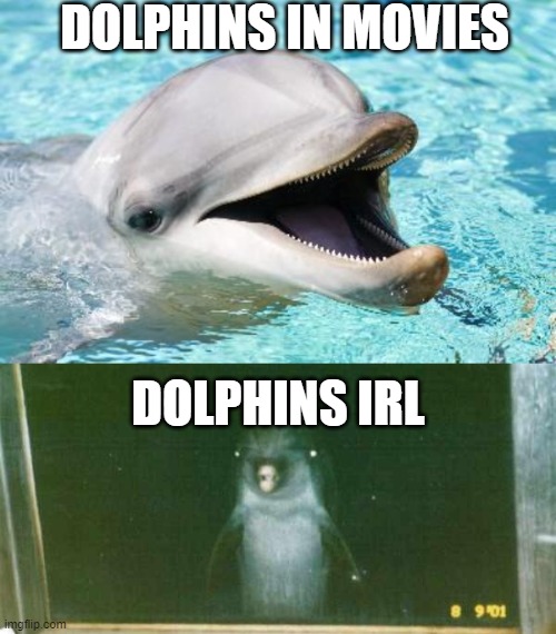 DOLPHINS IN MOVIES DOLPHINS IRL | image tagged in dumb joke dolphin,dolphin stare | made w/ Imgflip meme maker