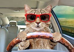 High Quality cat in a car Blank Meme Template