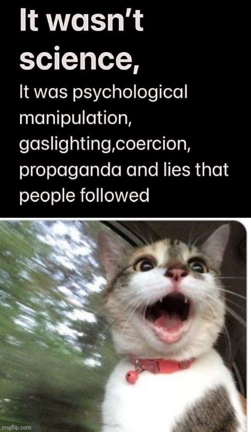 Psychological  manipulation cat | image tagged in cats,talking | made w/ Imgflip meme maker