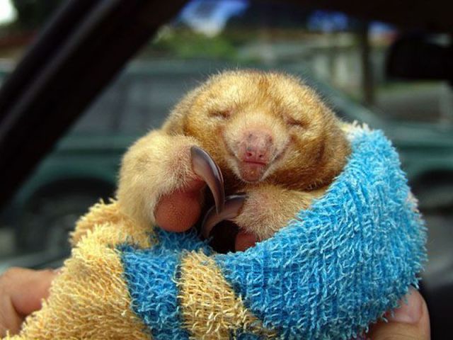 image tagged in animals,cute