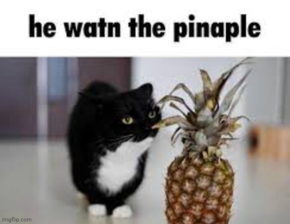 he watn the pinaple | made w/ Imgflip meme maker