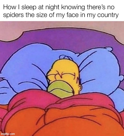 image tagged in sleep,spiders,australia | made w/ Imgflip meme maker