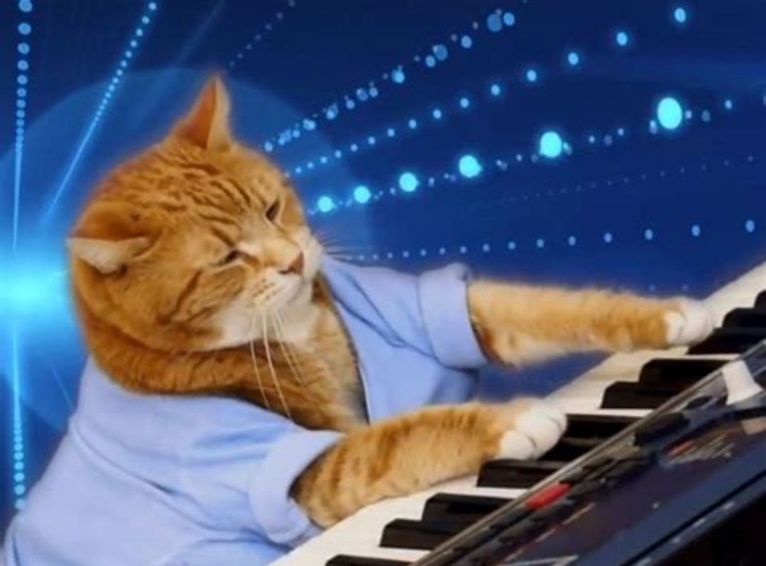 Keyboard cat Blank Meme Template