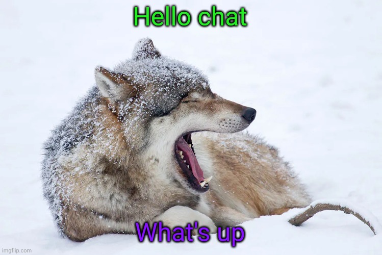 Yawning wolf | Hello chat; What's up | image tagged in yawning wolf | made w/ Imgflip meme maker