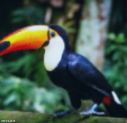 Toucan | image tagged in toucan | made w/ Imgflip meme maker