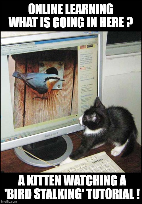 Modern Times ! | ONLINE LEARNING
WHAT IS GOING IN HERE ? A KITTEN WATCHING A
 'BIRD STALKING' TUTORIAL ! | image tagged in cats,computers,online classes | made w/ Imgflip meme maker