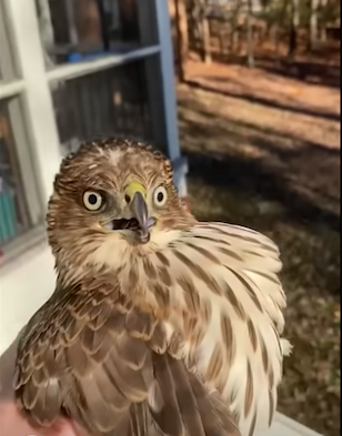 High Quality confused hawk Blank Meme Template