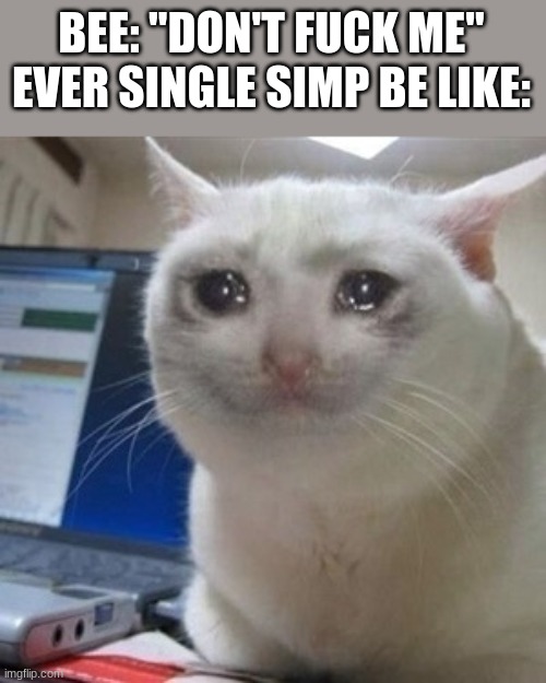 Crying cat | BEE: "DON'T FUCK ME"
EVER SINGLE SIMP BE LIKE: | image tagged in crying cat | made w/ Imgflip meme maker
