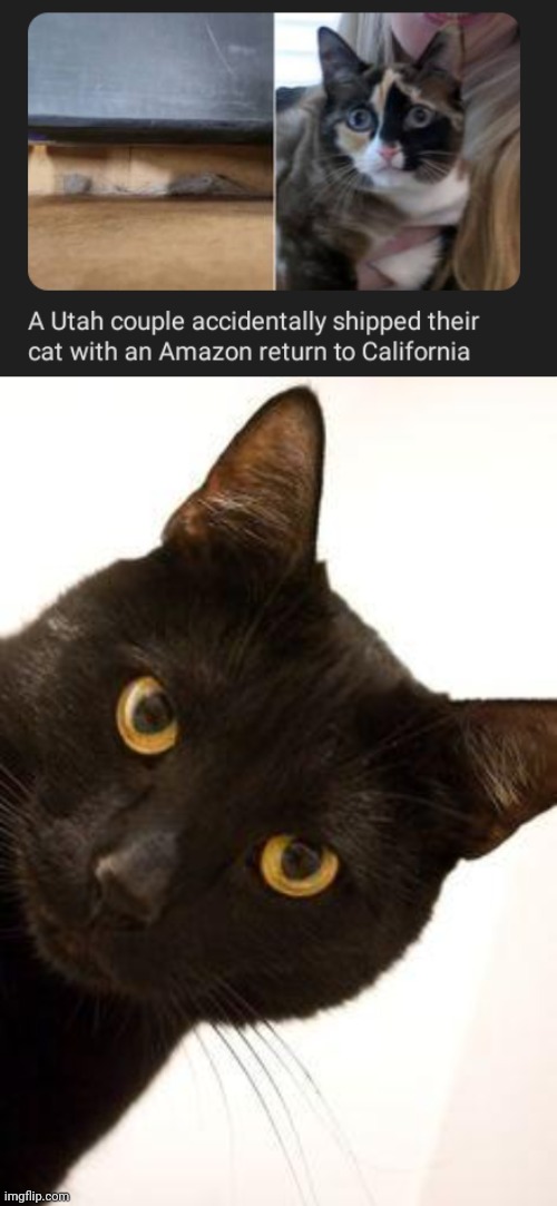 Accidentally shipped | image tagged in black cat being catty,cats,cat,memes,amazon,shipped | made w/ Imgflip meme maker
