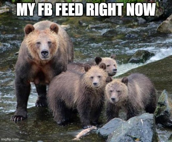 Bears facebook | MY FB FEED RIGHT NOW | image tagged in bears,facebook | made w/ Imgflip meme maker