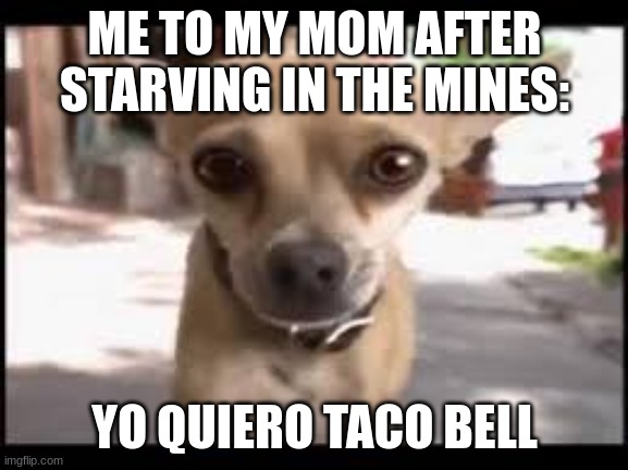 Mexico be like | ME TO MY MOM AFTER STARVING IN THE MINES:; YO QUIERO TACO BELL | image tagged in doggo | made w/ Imgflip meme maker