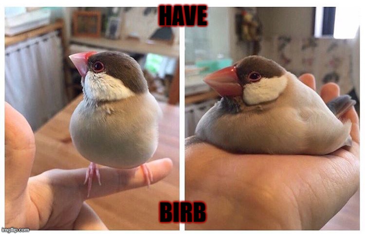 borb | HAVE; BIRB | image tagged in fat bird sitting down | made w/ Imgflip meme maker