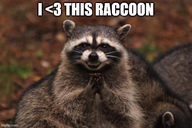RACCOOOOOOOOON | I <3 THIS RACCOON | image tagged in evil genius racoon | made w/ Imgflip meme maker