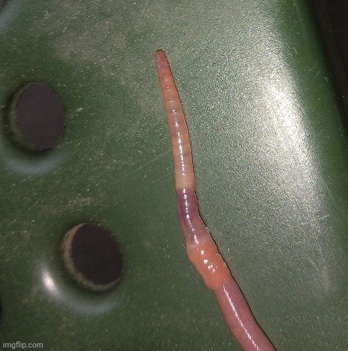 Hey earthworm sally! Spread more diseases earthworm sally! | made w/ Imgflip meme maker