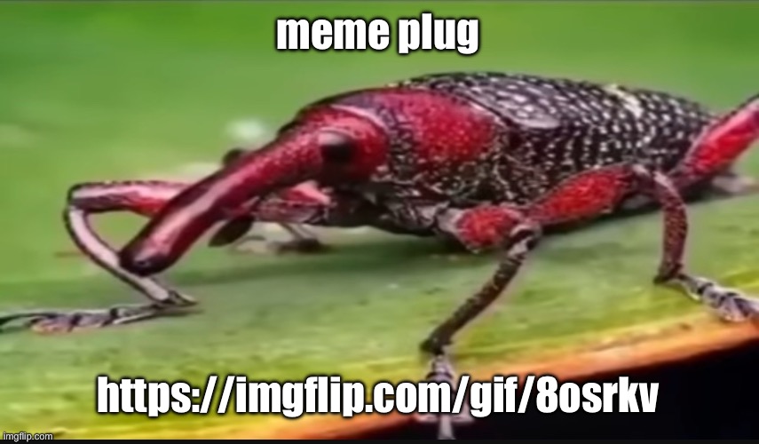 https://imgflip.com/gif/8osrkv | meme plug; https://imgflip.com/gif/8osrkv | image tagged in bug | made w/ Imgflip meme maker