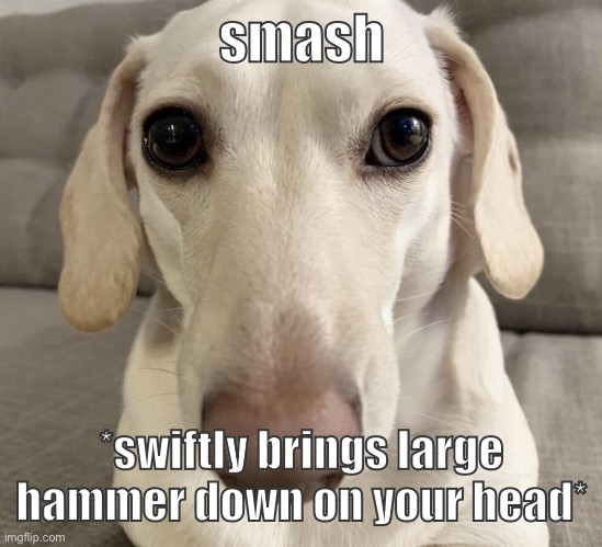 homophobic dog | smash; *swiftly brings large hammer down on your head* | image tagged in homophobic dog | made w/ Imgflip meme maker