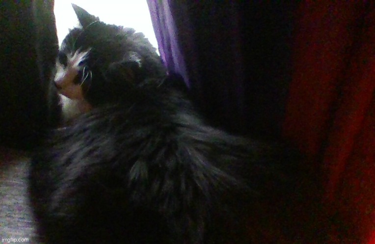 waiting for my xbox to update but heres my fatass cat | made w/ Imgflip meme maker