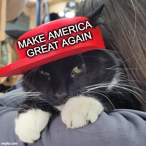 Cat in a Hat | image tagged in political meme,make america great again,maga,smart cat,donald trump approves,donald trump | made w/ Imgflip meme maker