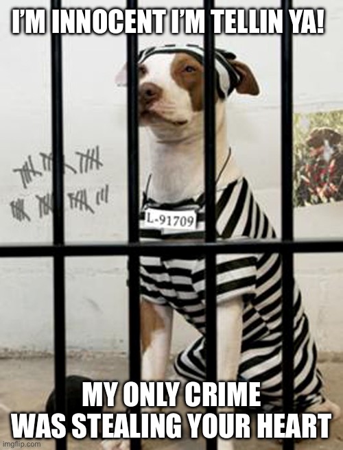 My only crime was stealing your heart | I’M INNOCENT I’M TELLIN YA! MY ONLY CRIME WAS STEALING YOUR HEART | image tagged in dog in prison,dog,dogs,dog memes,jail,prison | made w/ Imgflip meme maker